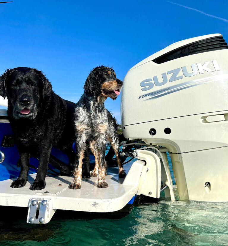 Pets love a Suzuki powered boat. Pets love a Suzuki powered boat.