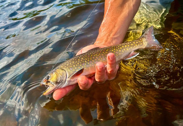 ENE brook trout 768x527