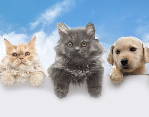 pet-care-478x378
