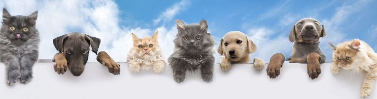 pet care topper 768x202